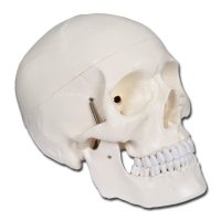 40155.jpg